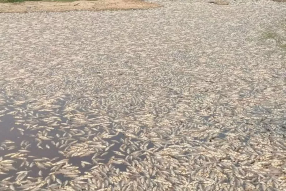 Desastre natural en Formosa: murieron millones de peces en el Bañado La Estrella