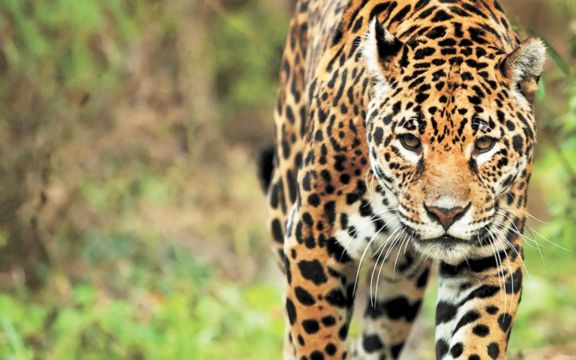 Intentando cazar un tigre Intentando cazar un tigre