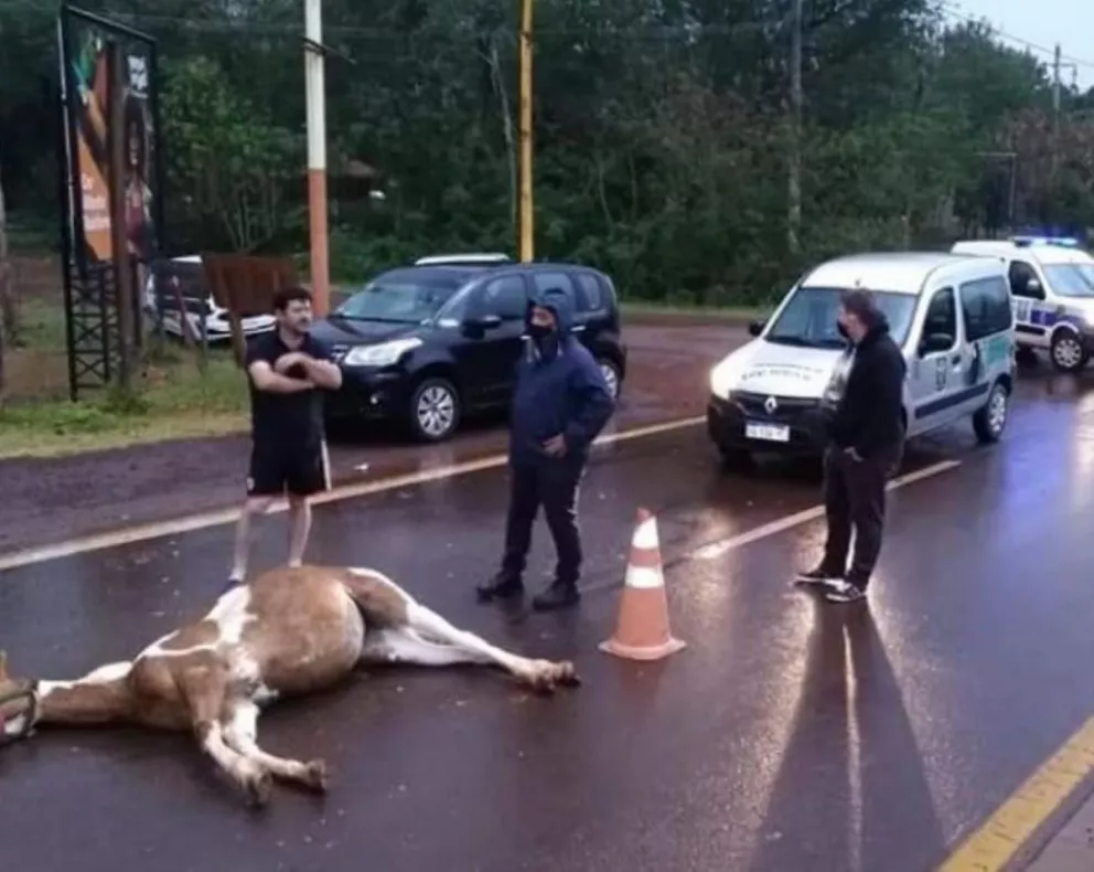 Iguazú: camionero brasileño atropelló a un caballo sobre autovía