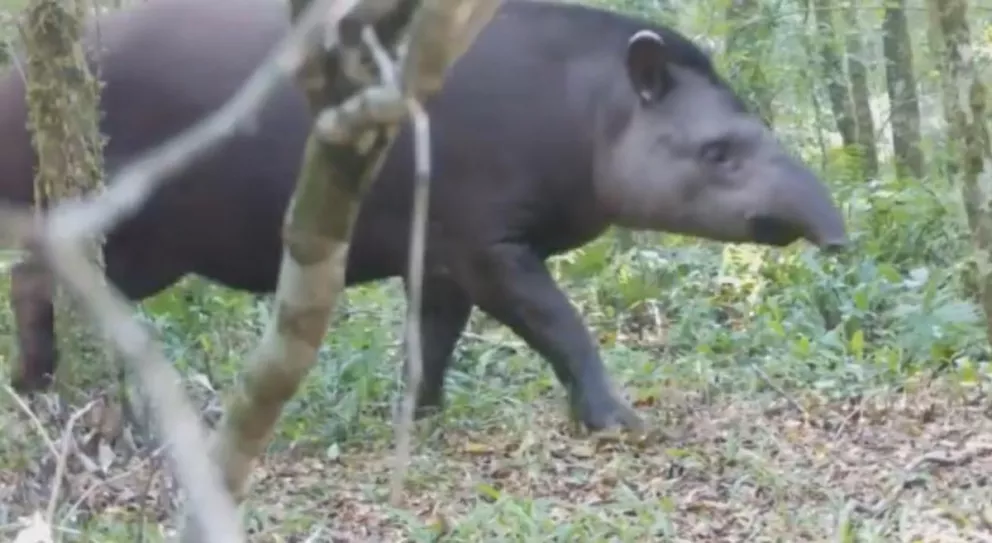 Captan a un tapir merodeando por el Parque Provincial Urugua-í