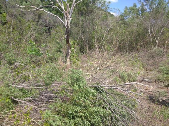 Hallaron restos óseos presuntamente humanos en Alvear Hallaron restos óseos presuntamente humanos en Alvear
