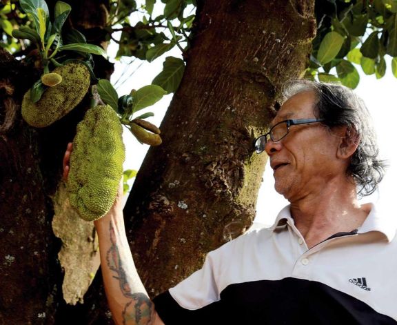 La jaca, un fruto que consumía en su país, crece frente a la casa de Soukan. La jaca, un fruto que consumía en su país, crece frente a la casa de Soukan.
