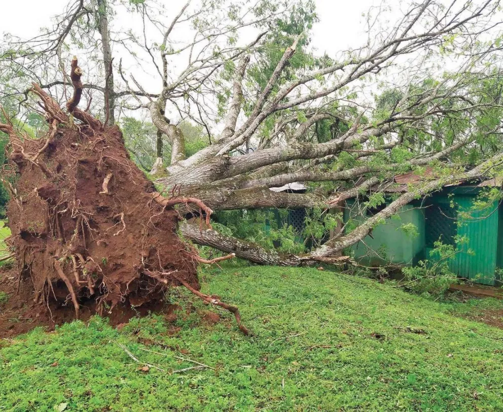“Es la imagen de una tragedia”, dijo el intendente de Alba Posse. El viento venció la resistencia del árbol y éste destruyó la escuela de Tres Bocas.
