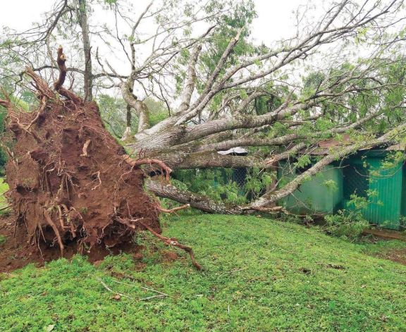 “Es la imagen de una tragedia”, dijo el intendente de Alba Posse. El viento venció la resistencia del árbol y éste destruyó la escuela de Tres Bocas. “Es la imagen de una tragedia”, dijo el intendente de Alba Posse. El viento venció la resistencia del árbol y éste destruyó la escuela de Tres Bocas.