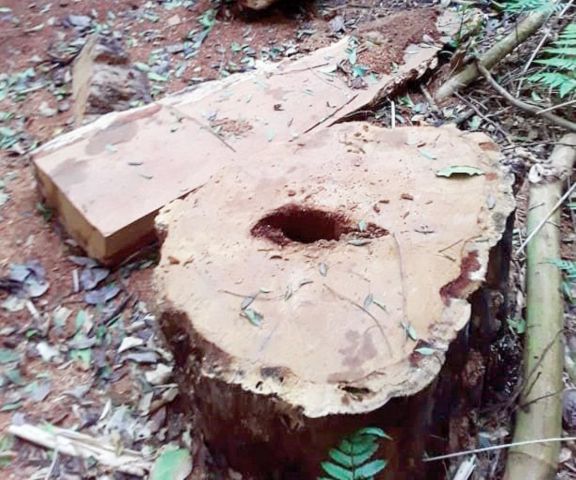 Denuncian desmonte en la reserva de la aldea Mbororé Denuncian desmonte en la reserva de la aldea Mbororé