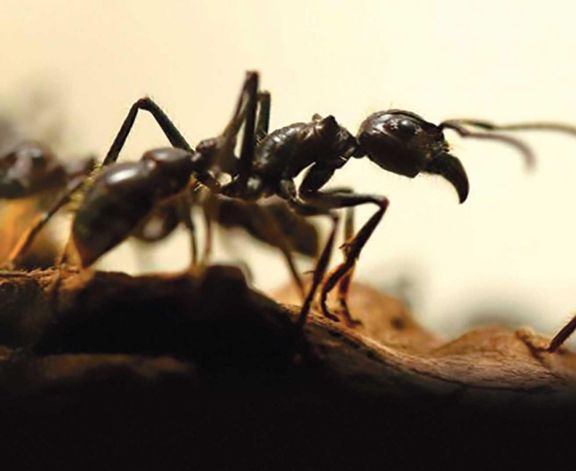 Hormigas Hormigas