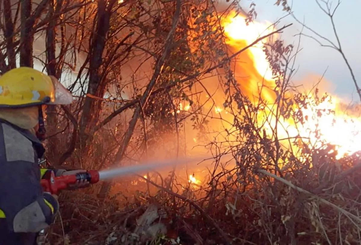 Fauna y flora totalmente arrasadas por incendios en Chaco EL