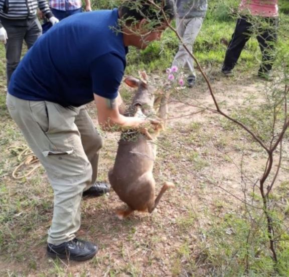 Encontraron en pleno centro de Santo Tomé una corzuela Encontraron en pleno centro de Santo Tomé una corzuela