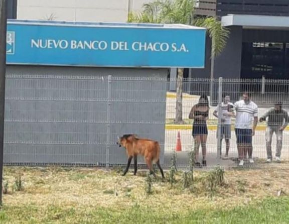 Un aguará guazú sorprendió cuando escapaba de los incendios en Chaco Un aguará guazú sorprendió cuando escapaba de los incendios en Chaco