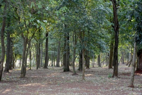 Limpian y desmalezan el monte El Acuerdo Limpian y desmalezan el monte El Acuerdo