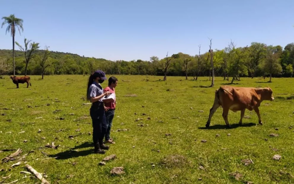 En Itacaruaré se robaron una vaca de 200 kilogramos