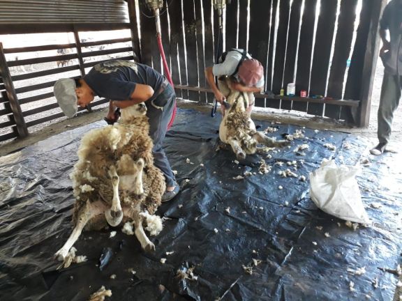 La temporada de esquila a pleno en la cuenca ovino-caprina del sur de Misiones La temporada de esquila a pleno en la cuenca ovino-caprina del sur de Misiones