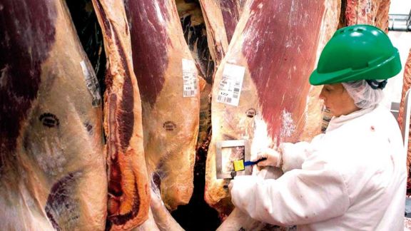 Sequía y precios del maíz presionan alza en cotización de carne vacuna Sequía y precios del maíz presionan alza en cotización de carne vacuna