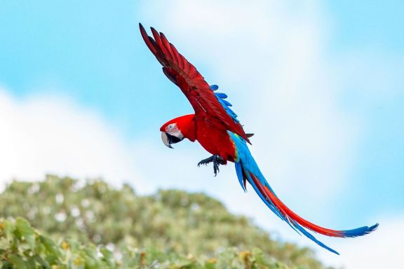 Nacieron tres guacamayos rojos en el Iberá, un gran paso para recuperar la especie Nacieron tres guacamayos rojos en el Iberá, un gran paso para recuperar la especie