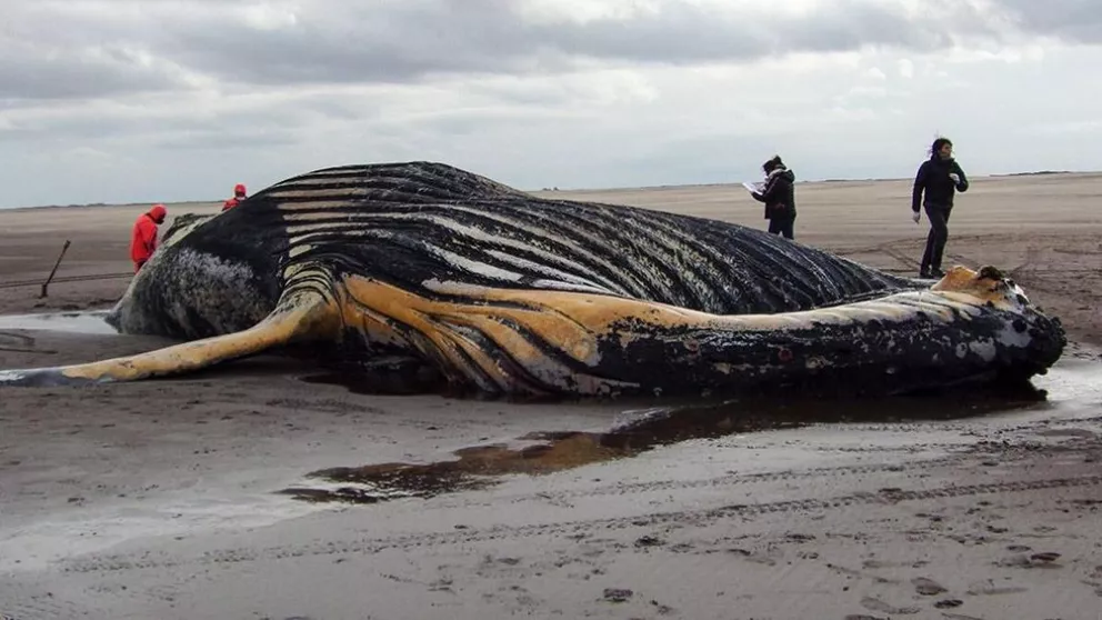Una ballena franca austral fue encontrada muerta en una playa de Necochea