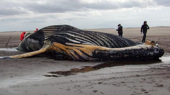 Una ballena franca austral fue encontrada muerta en una playa de Necochea Una ballena franca austral fue encontrada muerta en una playa de Necochea