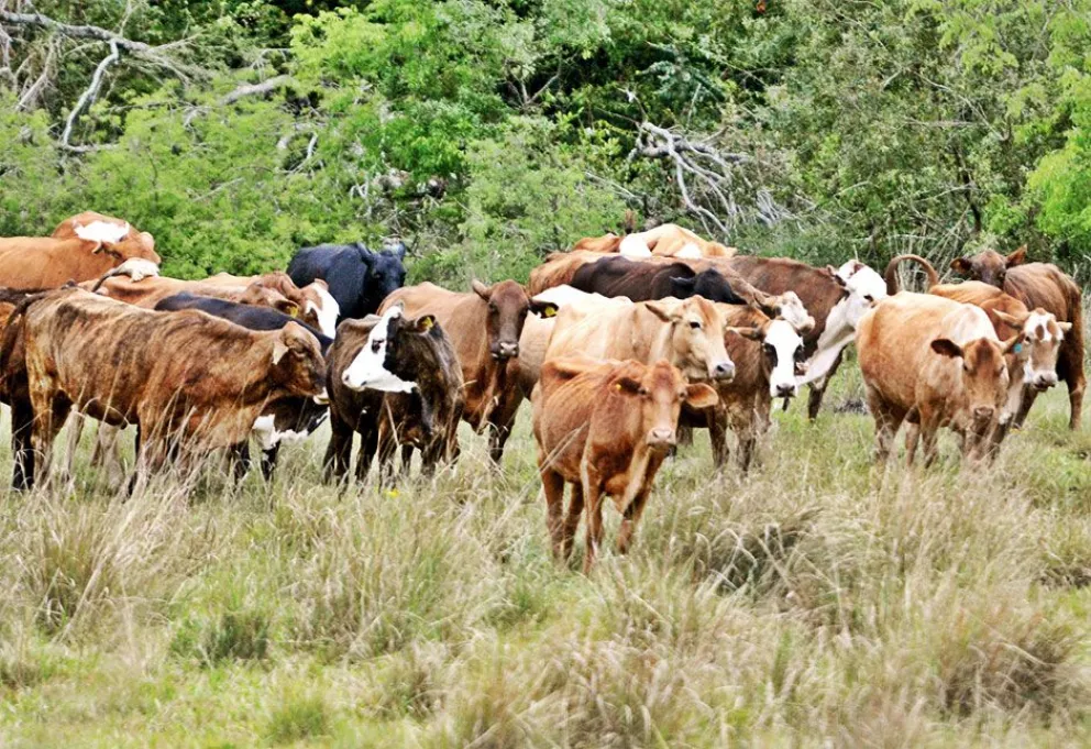 Efectos en el ganado: vacas flacas y retardo en el preñado