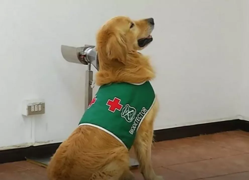 Chile ya tiene perros biodetectores de COVID-19, capaces de reconocer un caso en menos de 5 segundos
