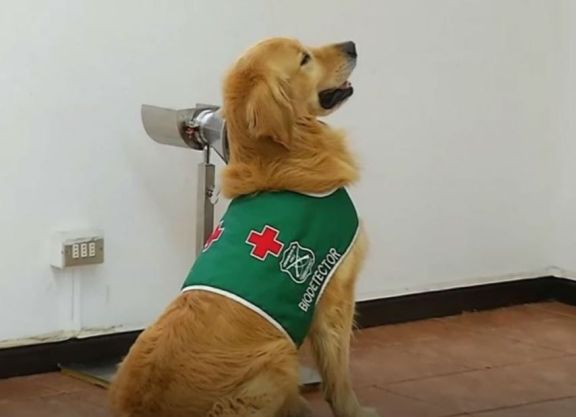 Chile ya tiene perros biodetectores de COVID-19, capaces de reconocer un caso en menos de 5 segundos Chile ya tiene perros biodetectores de COVID-19, capaces de reconocer un caso en menos de 5 segundos