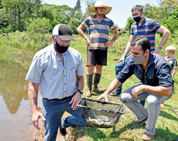 Con énfasis en los rendimientos, la cría de peces avanza en las chacras misioneras Con énfasis en los rendimientos, la cría de peces avanza en las chacras misioneras