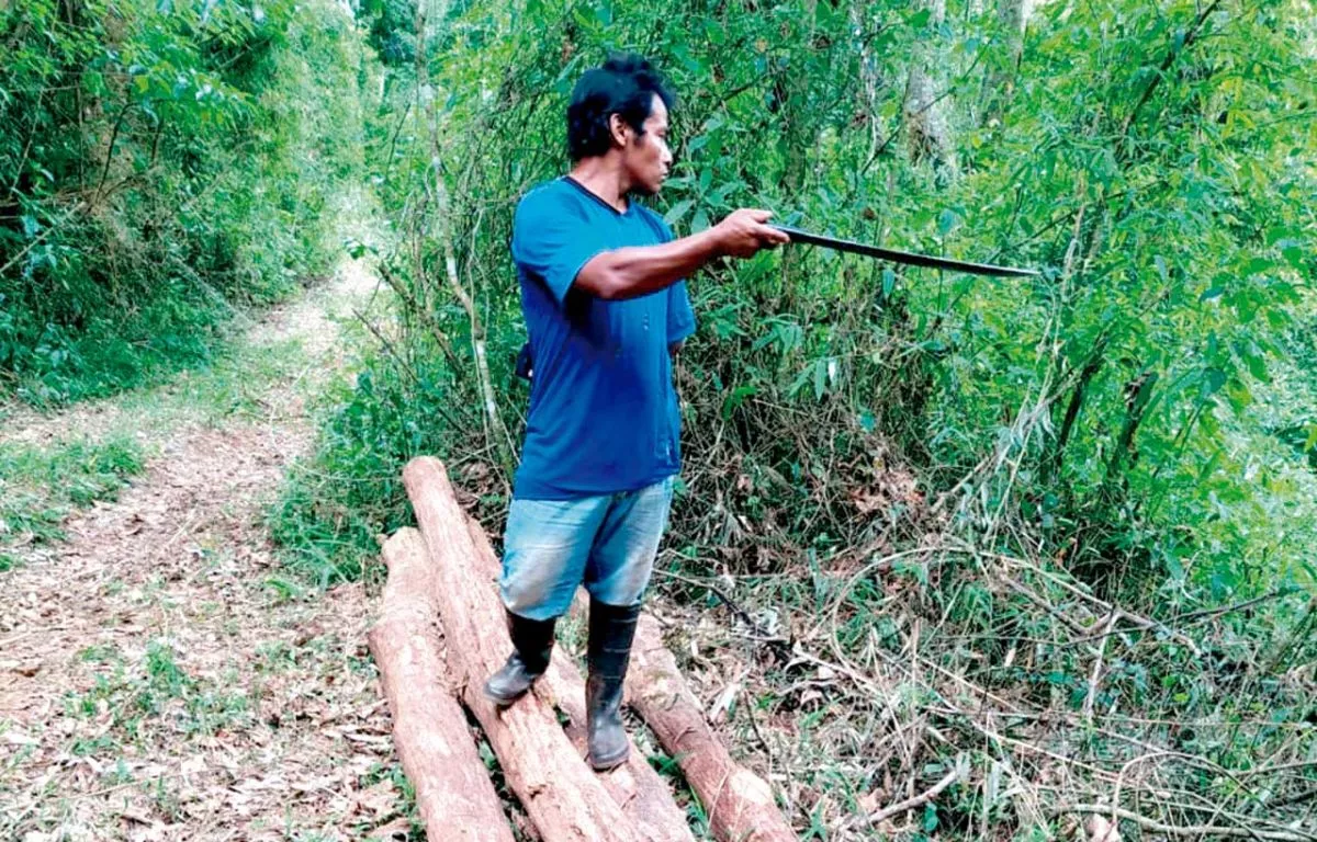 Frenaron robo de madera nativa en Pozo Azul