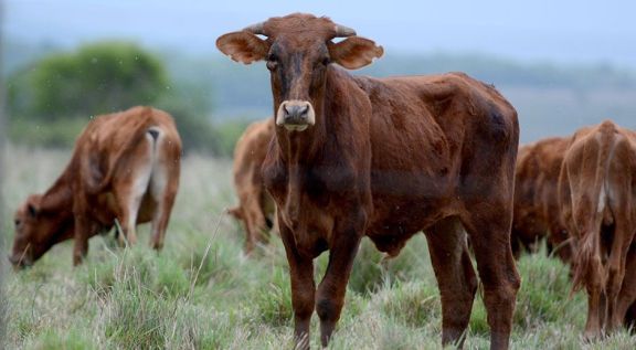 Entidades ruralistas piden que se declare la emergencia agraria Entidades ruralistas piden que se declare la emergencia agraria