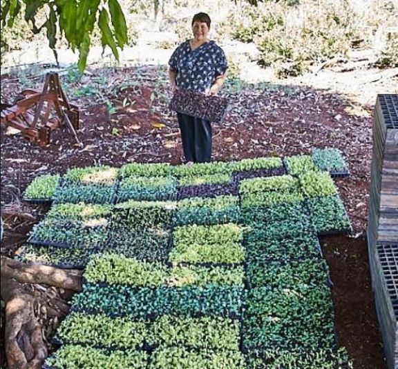 Durante 2020, la Biofábrica ya entregó más de 700 mil plantines a productores Durante 2020, la Biofábrica ya entregó más de 700 mil plantines a productores