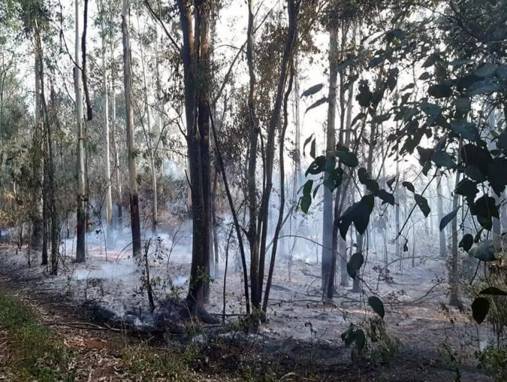El fuego arrasó 30 hectáreas en Colonia Oro Verde
