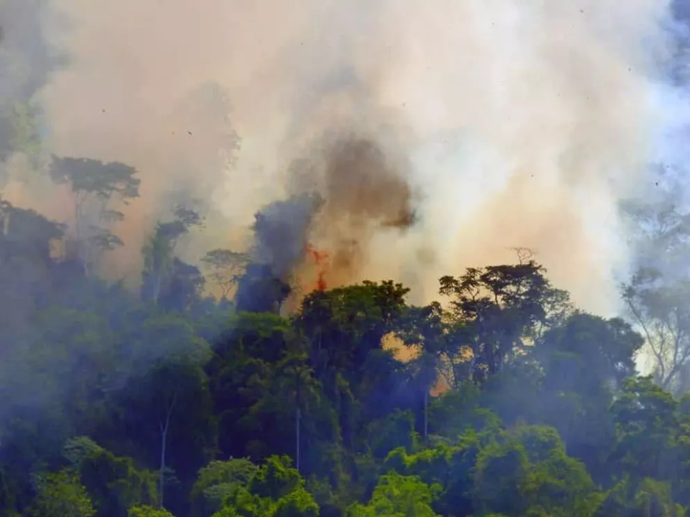 Ruiz de Montoya: regalarán plantines de especies nativas a egresados para recuperar el monte afectado por incendios
