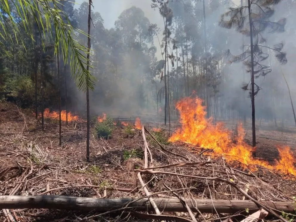 Incendios en Misiones: Instan a donar agua mineral, cremas para quemaduras y frutas para los bomberos