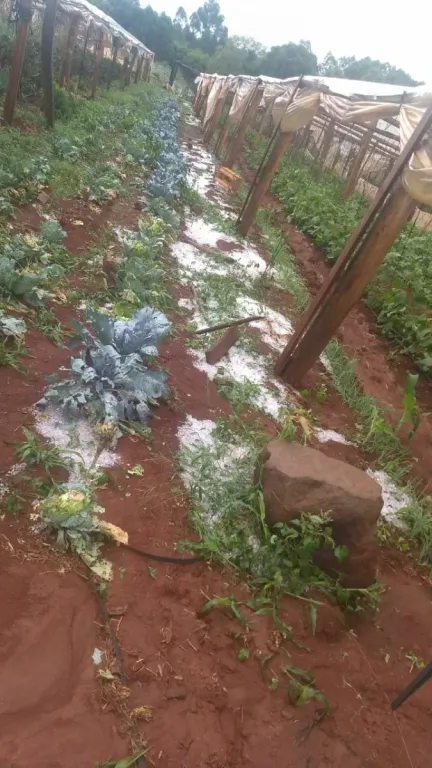 Fuerte granizada en San Vicente y Alba Posse Fuerte granizada en San Vicente y Alba Posse