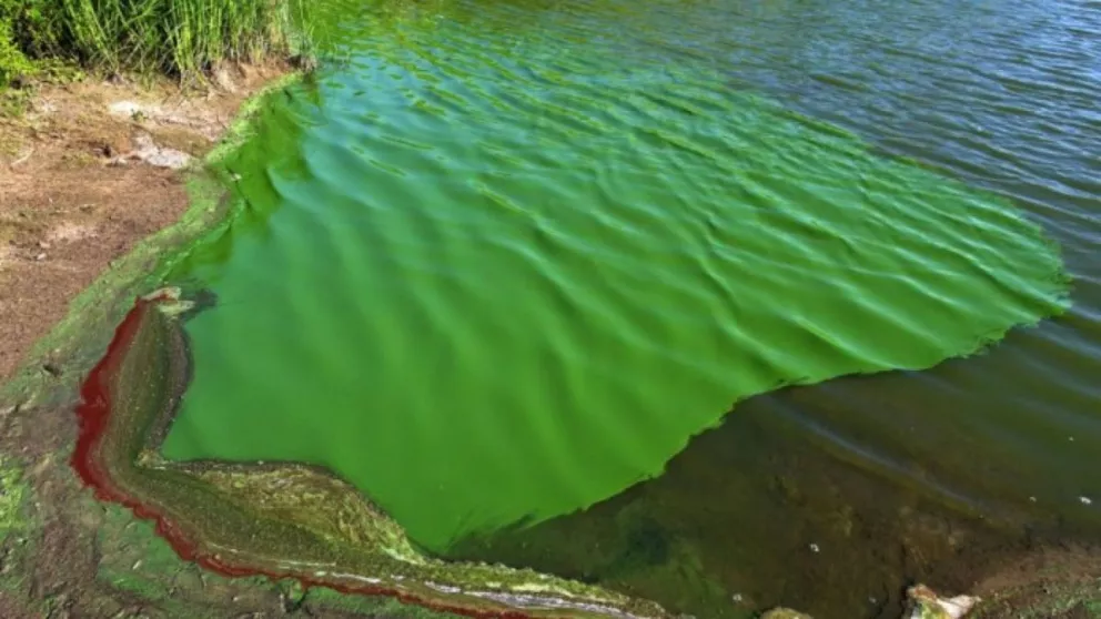 Detectan alta presencia de algas en el Paraná