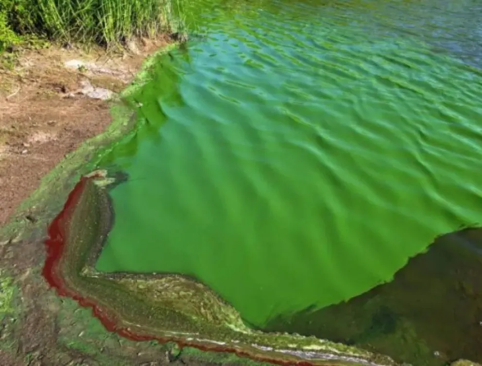 Cianobacterias en el Paraná: "Vamos a tener que empezar a convivir con  ellas porque no hay forma de eliminarlas" | EL TERRITORIO noticias de  Misiones.