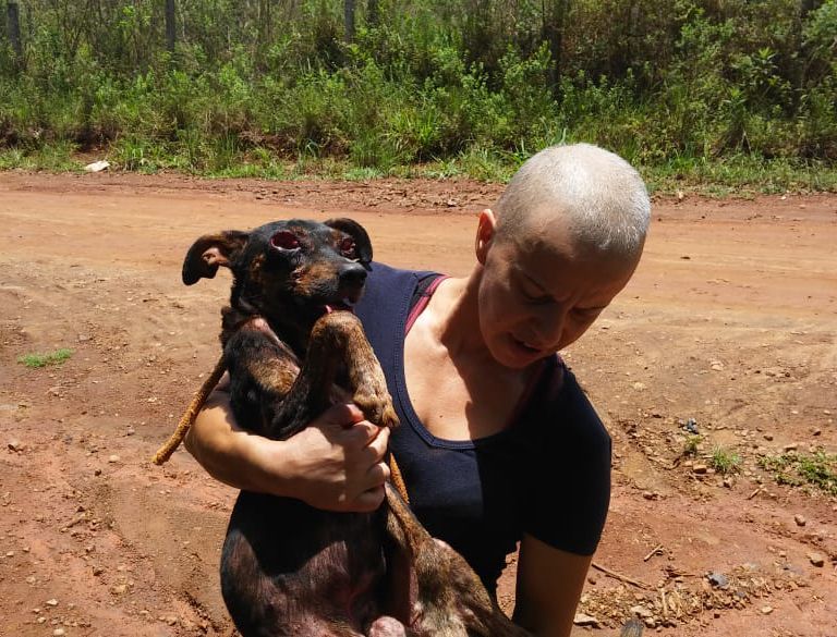 Iguazú: he rescued a dog that was in the street and believes that he was mutilated