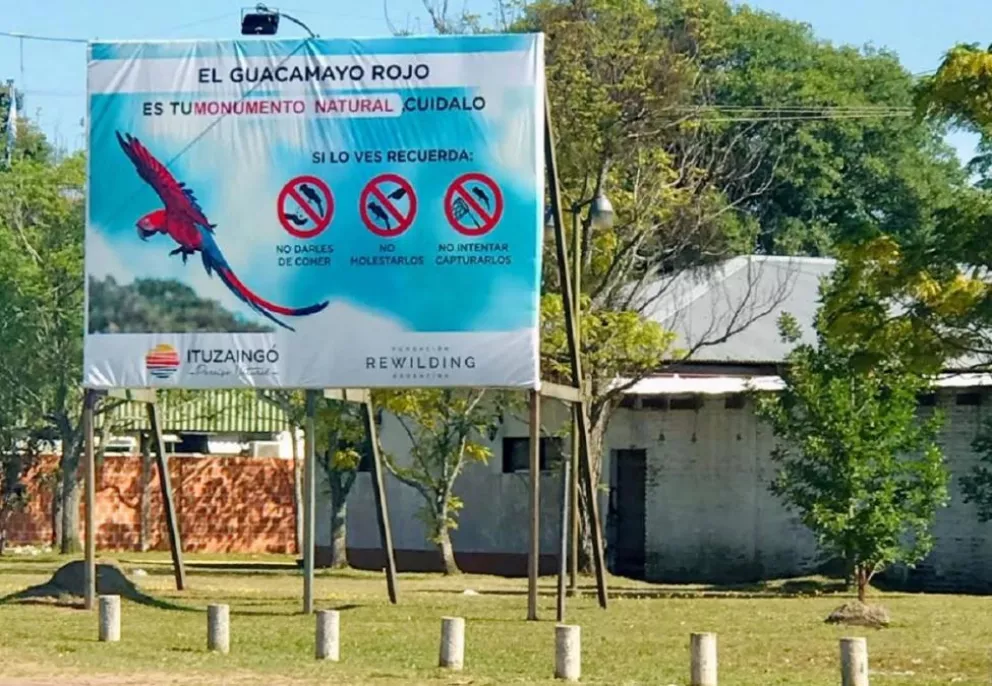 Declararon al Guacamayo Rojo “Monumento Natural Municipal” de Ituzaingó