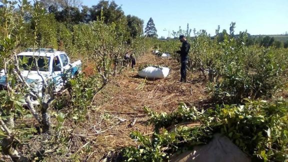 “Hay tantos robos de yerba que los colonos hacen guardia en las chacras” “Hay tantos robos de yerba que los colonos hacen guardia en las chacras”