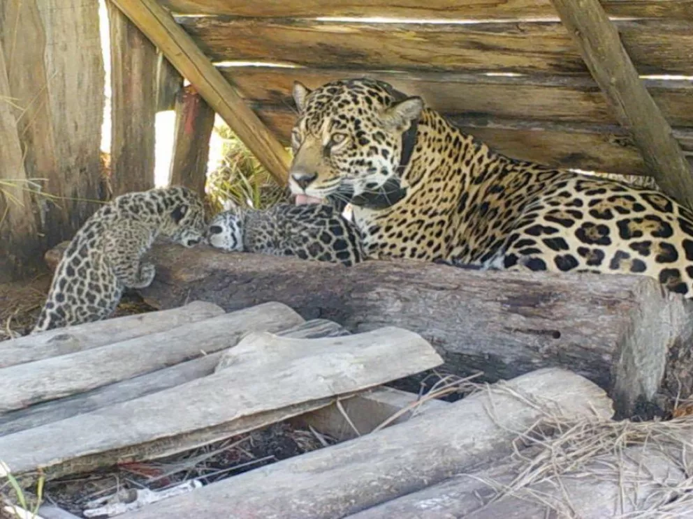 Liberaron a tres yaguaretés en el Parque Iberá