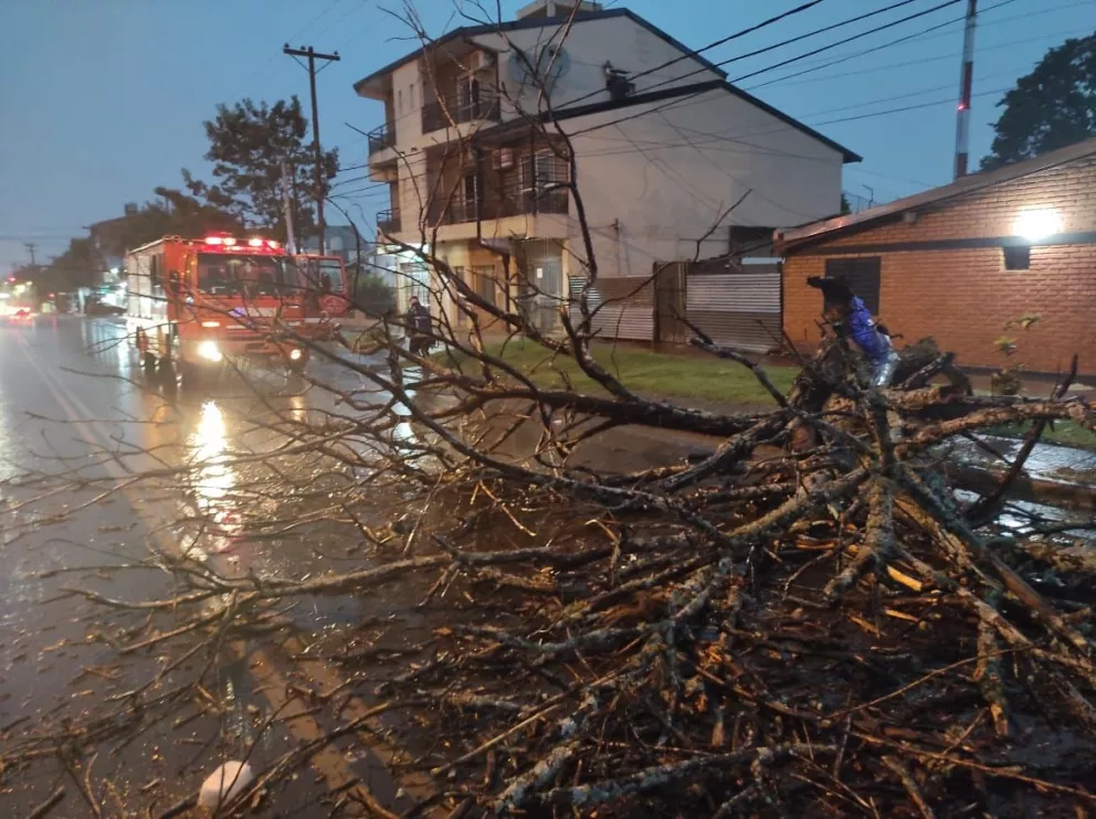 Postes, árboles, y ramas caídas, el saldo de una nueva tormenta en Posadas y alrededores