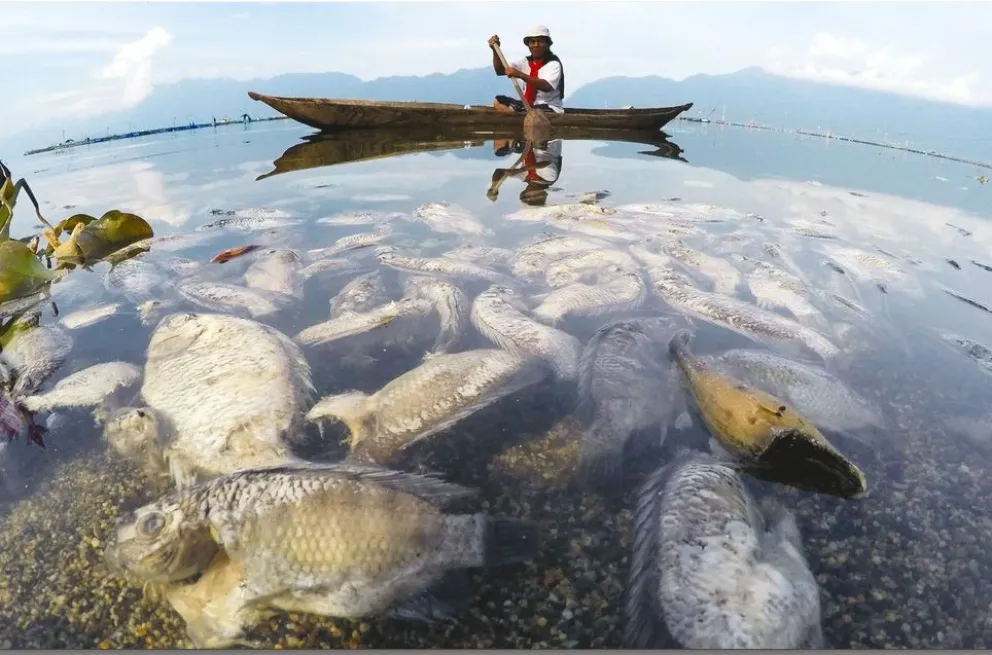 Peces muertos en Indonesia