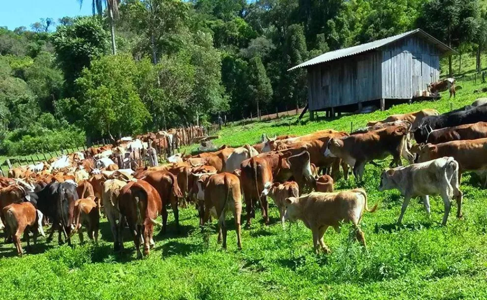 Comunas diversifican producción con la ganadería como principal estandarte