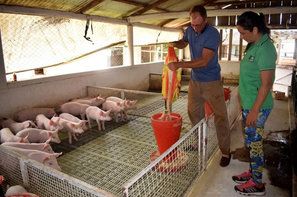 Familia instaló el primer criadero de cerdos en Jardín América