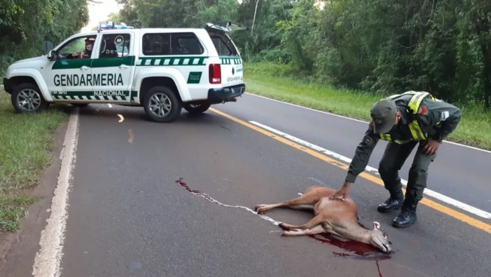 Iguazú: atropellaron a una corzuela adulta sobre la ruta 12