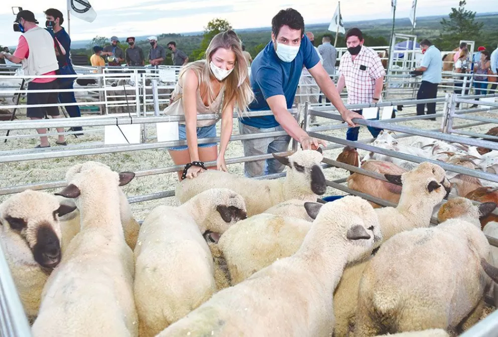 Productores se entusiasman con la cría de ovejas y chivos en chacras