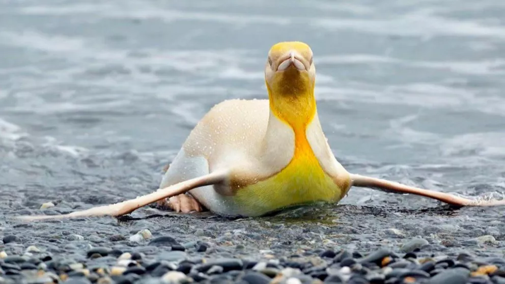 Fotografió a un peculiar pingüino amarillo