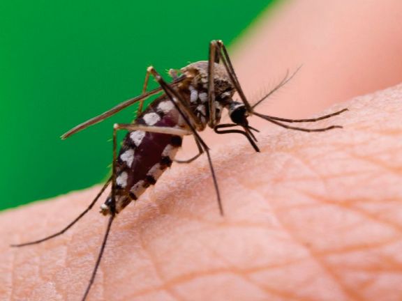 Confirman la primera muerte por chikungunya en Paraguay