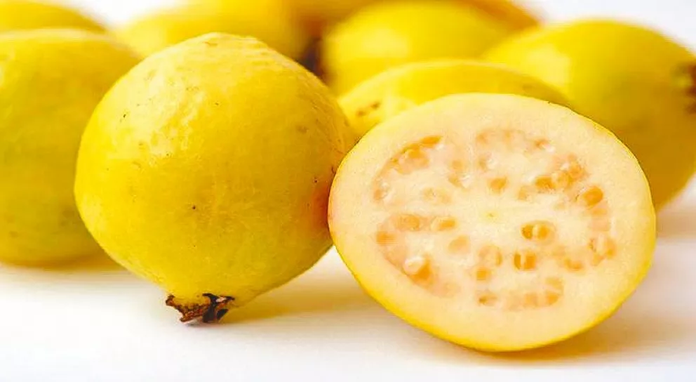 Guayaba, una fruta que con cuidados sorprende en rindes