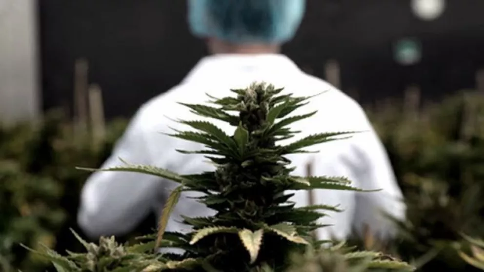 Jujuy calcula iniciar en septiembre la venta de aceite de cannabis en farmacias
