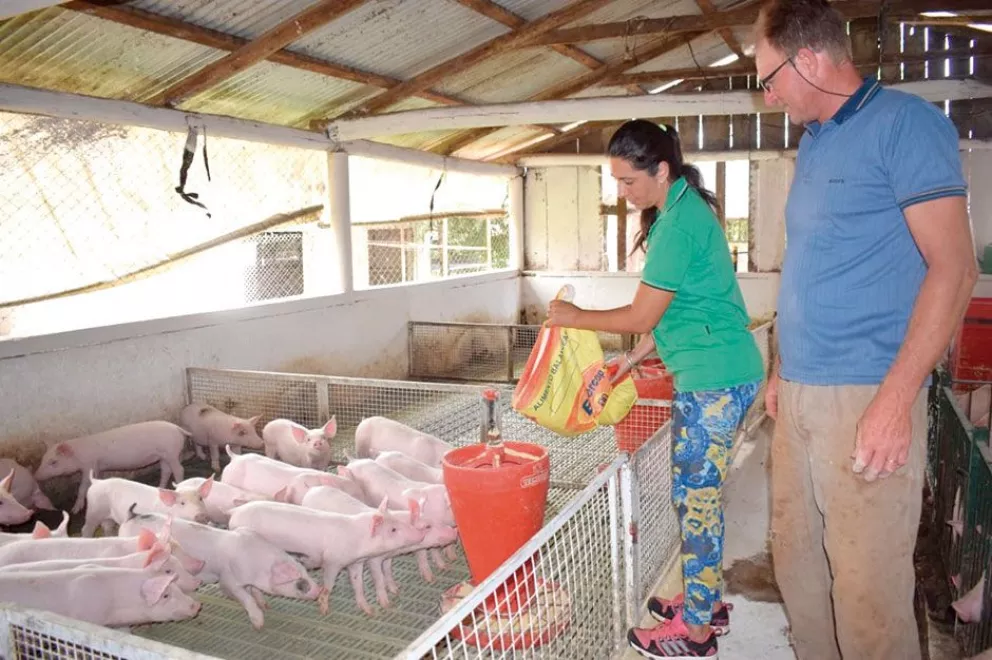 El sector porcino se amplía en Misiones con más colonos y producción de carne