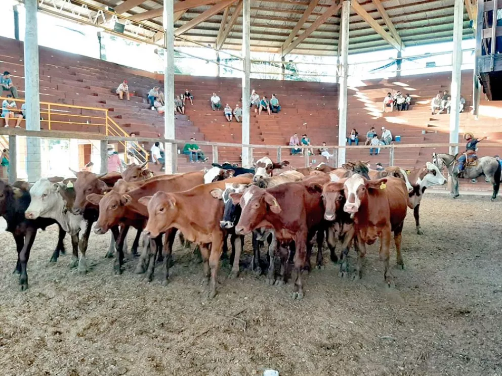 Récord de cabezas de ganado en el remate de Montecarlo