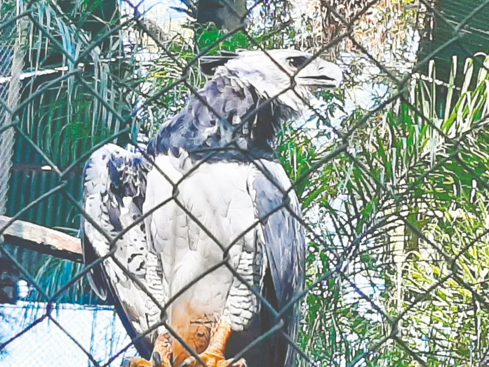 Fundación Ohana - Zoo Bal Park